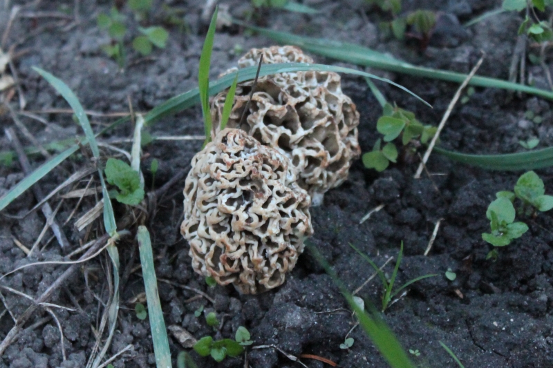 DokuAufruf SpeiseMorcheln bei Apfelbäumen Pilze