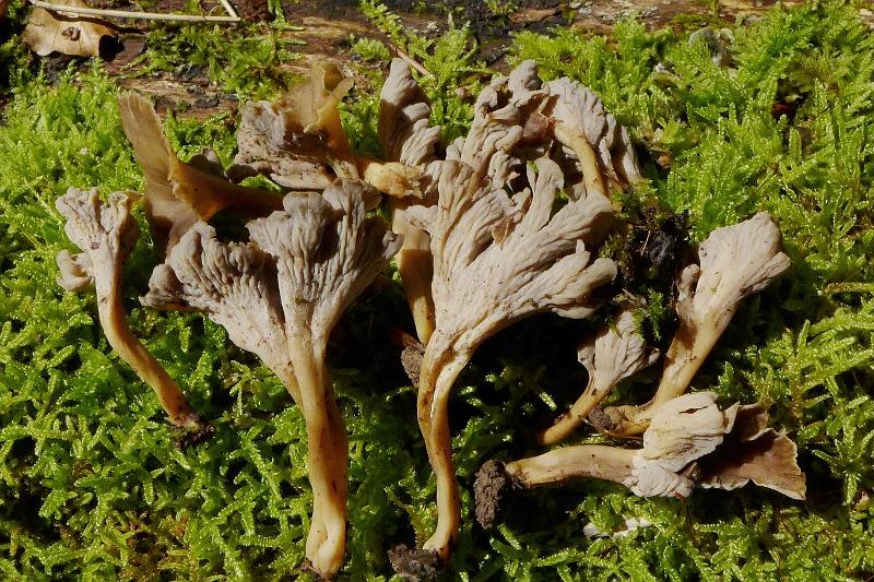 Pseudocraterellus Undulatus (Pers.) Rauschert 1987 - Krause Kraterelle ...