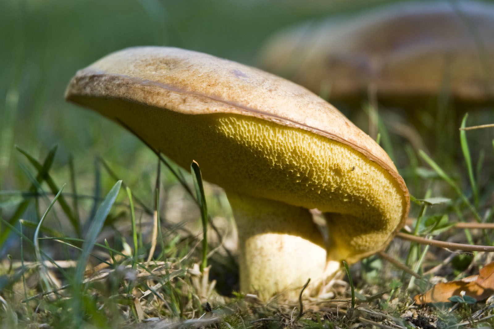 Pilze im Garten Pilzbestimmung u. Bestimmungshilfe