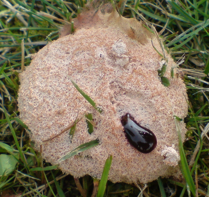 Alien in meinen Garten (Schleimpilz