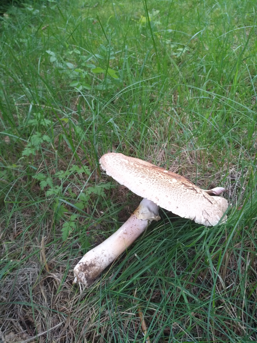 In meinem Garten wächst doch kein Safranschirmling