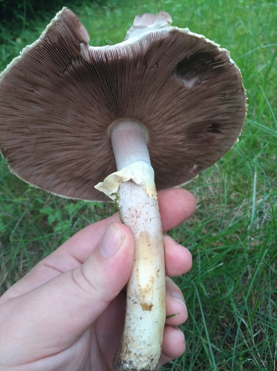 In meinem Garten wächst doch kein Safranschirmling