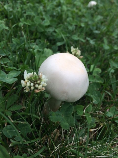 Champignon Ahnlich Pilze Im Rasen Im Garten Essbar