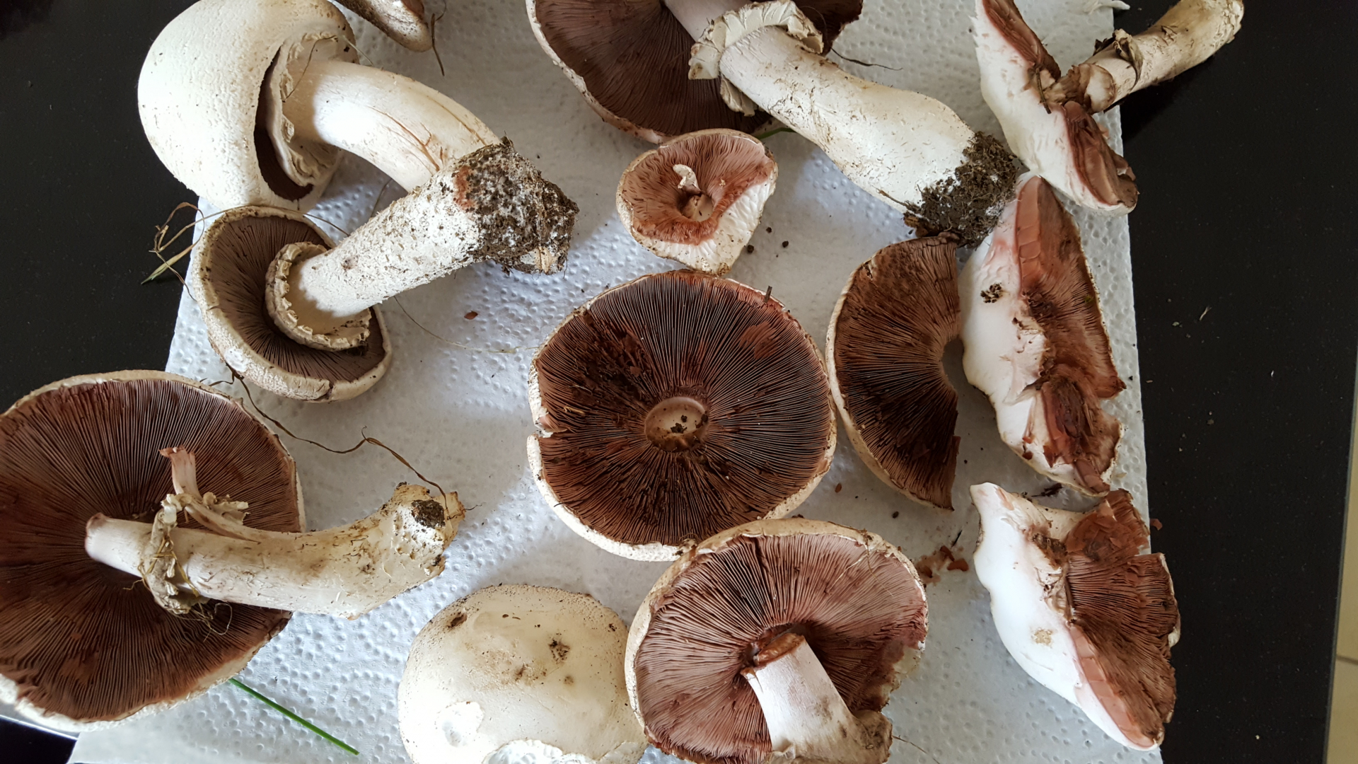 Champignon - Pilze Allgemein - Pilzforum.eu