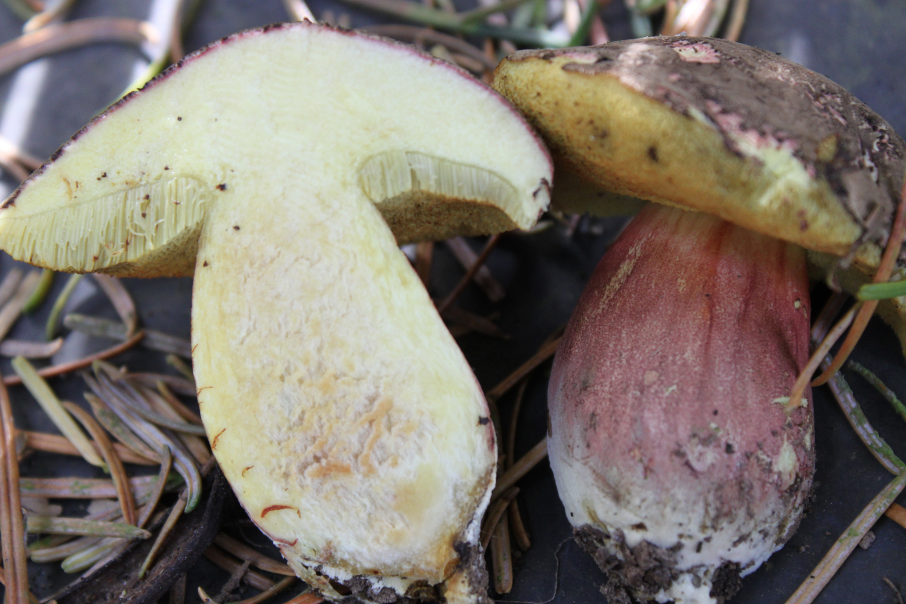 2 unbekannte Pilze im Garten Pilzbestimmung u