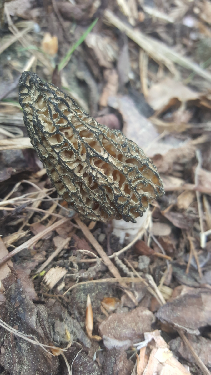 Morcheln im Garten, essbar? Pilzbestimmung u