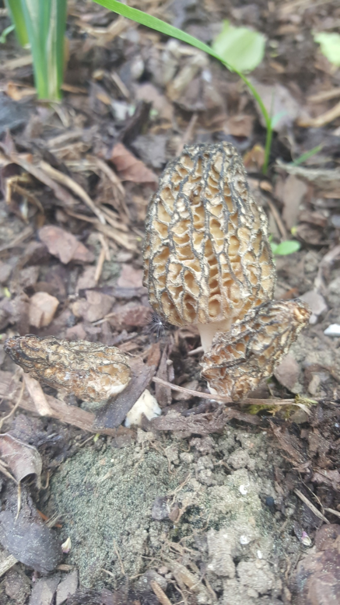 Morcheln im Garten, essbar? Pilzbestimmung u