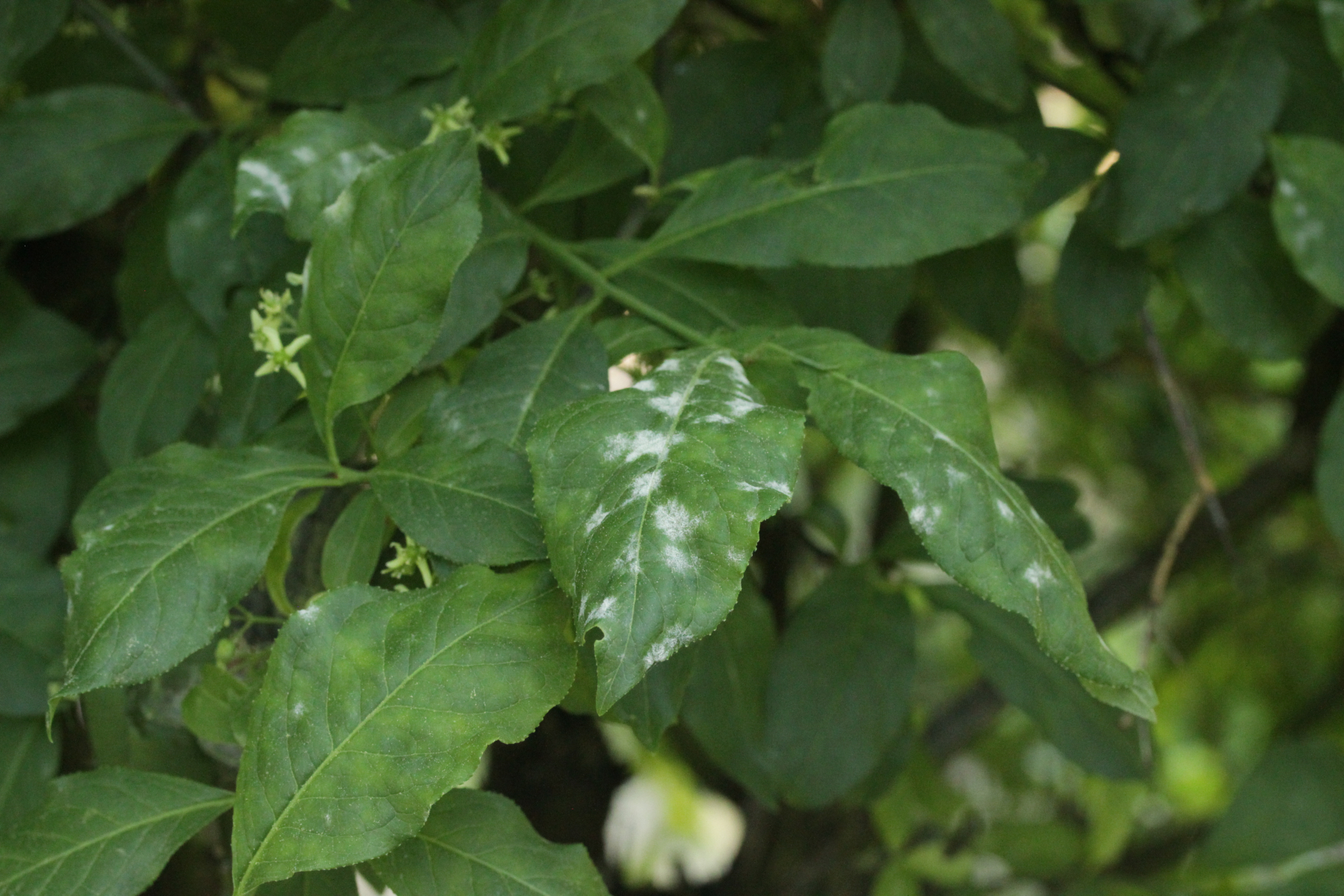 Botanischer Garten DuisburgDuissern 07.05.2018 Berichte