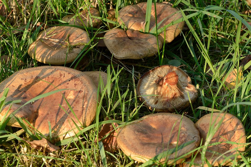 Was wächst da in meinem Garten? Pilzbestimmung u