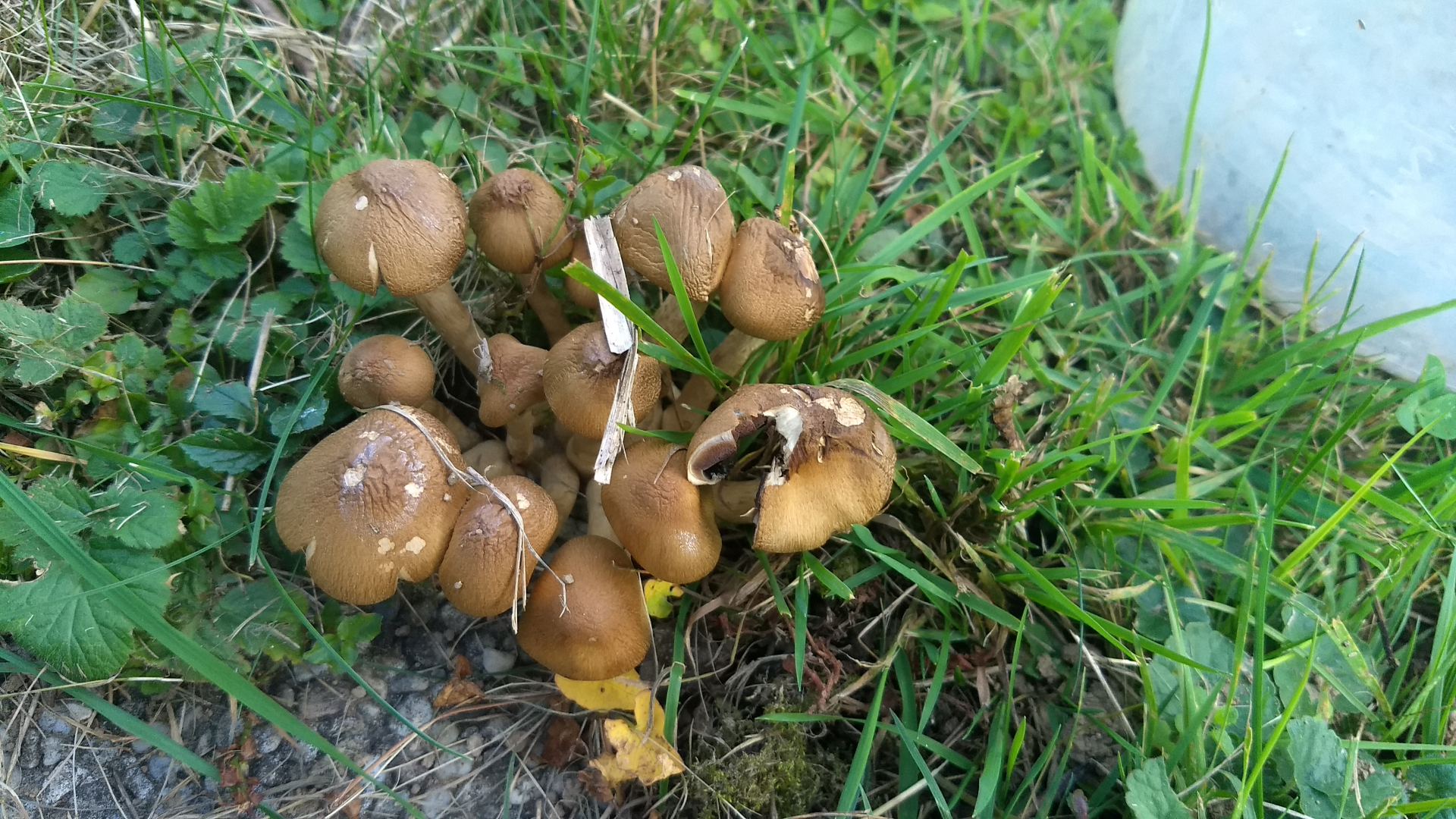 Pilz im Garten welcher? - Pilzbestimmung u ...