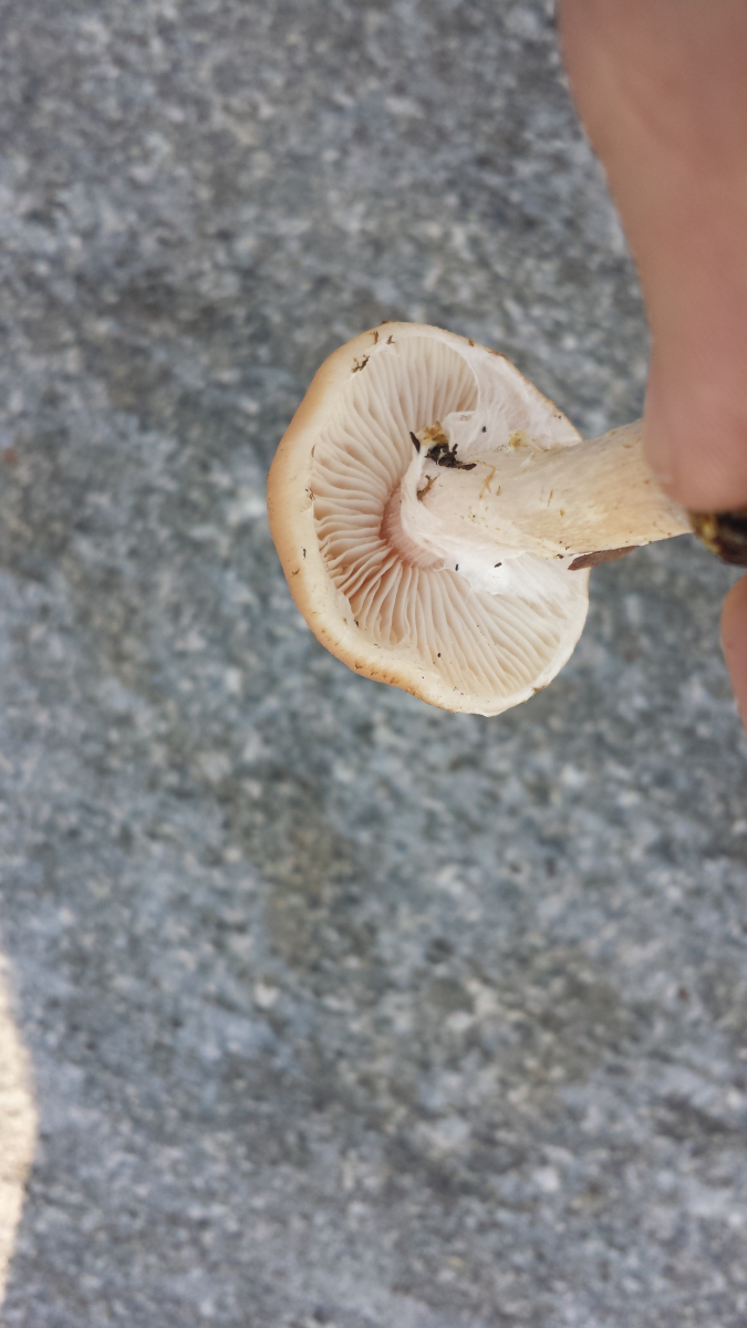 Wächst da Hallimasch in meinem Garten? Pilzbestimmung u