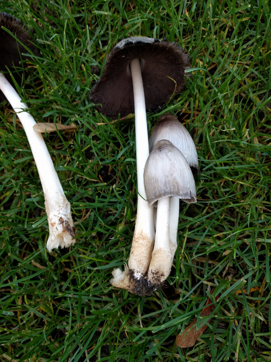 Wiesenpilze im Garten &gt; Ungefährlich? Pilzbestimmung u