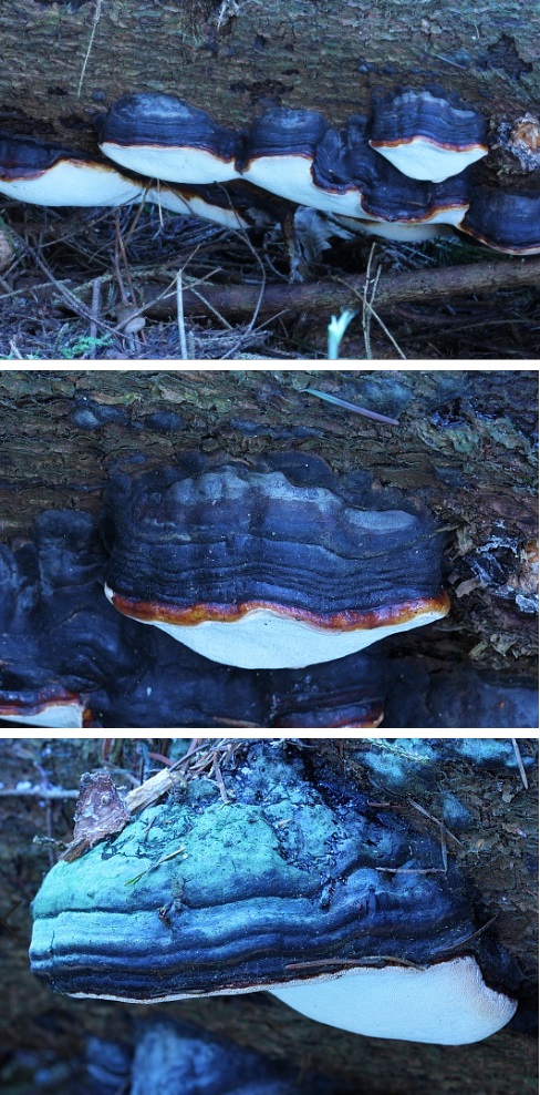 Fomitopsis pinicola, Red-belted Bracket fungus