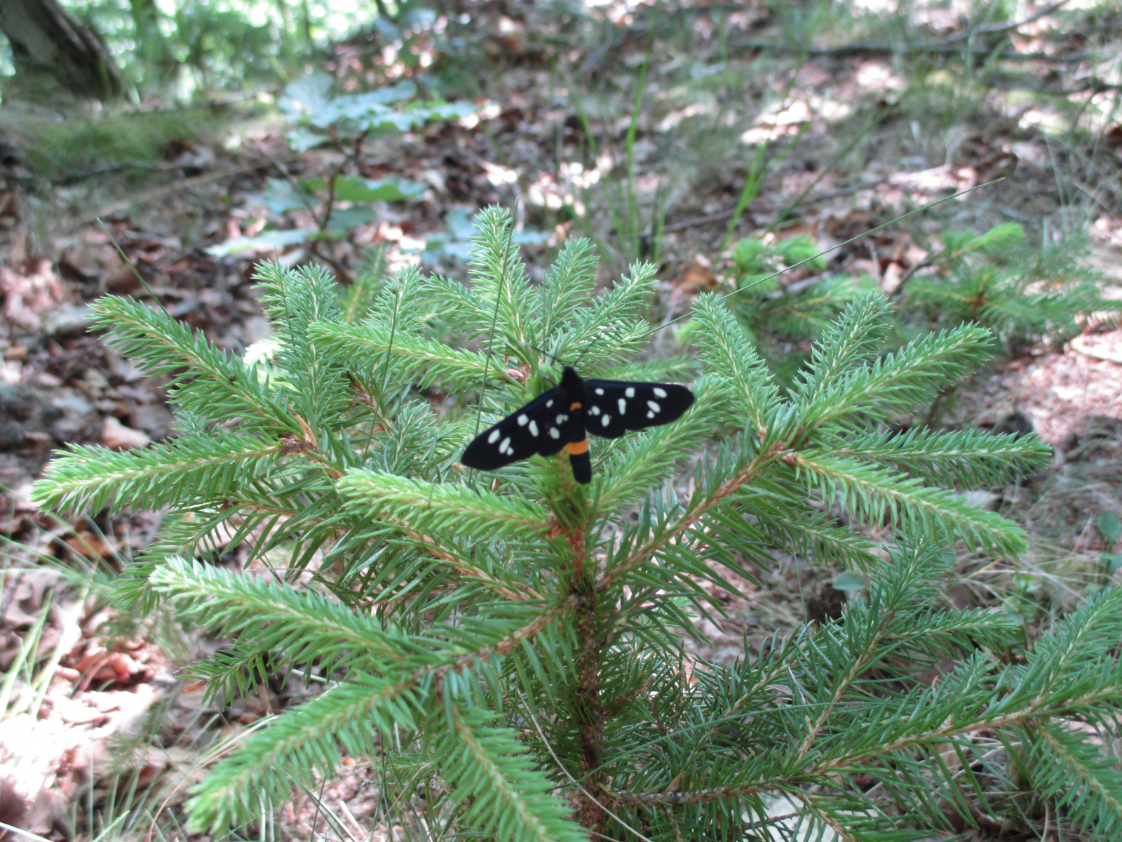 Welcher Schmetterling ist das? - Pilze? Auch, aber nicht nur