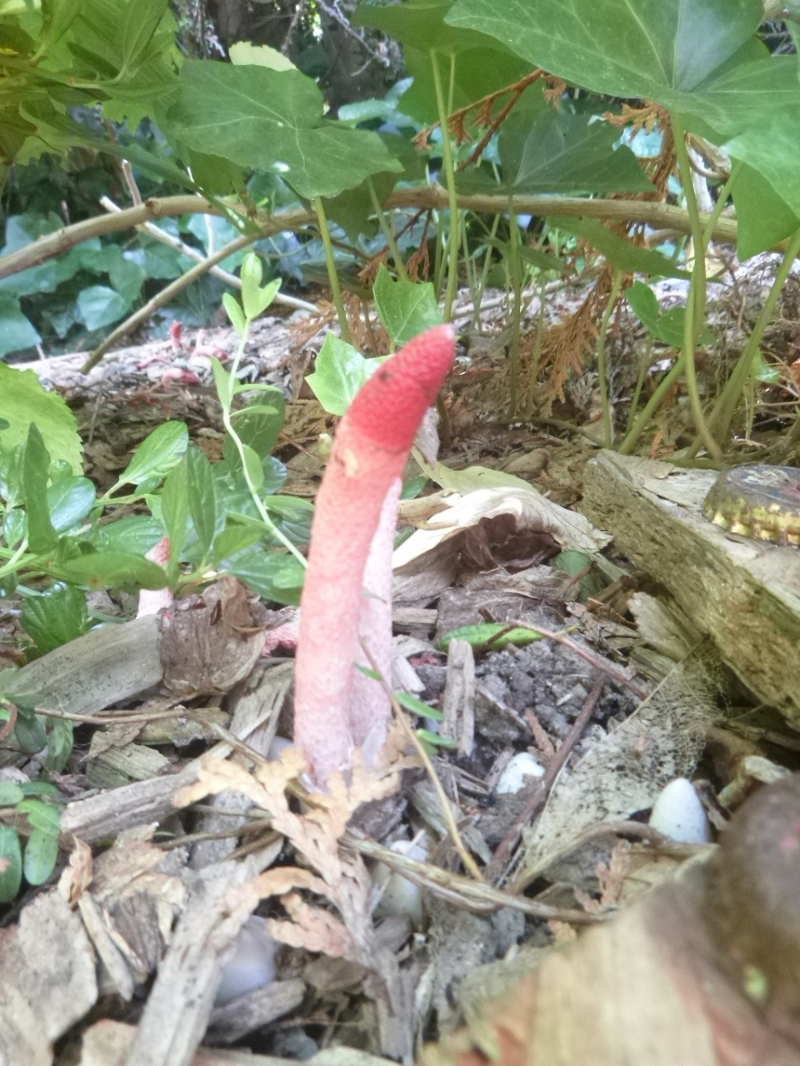 Pilze mit roten Köpfen im Garten Pilzbestimmung u