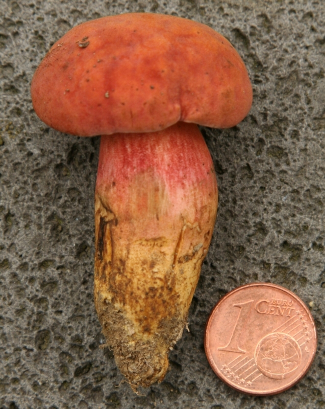 Röhrenpilze bestimmen Bilder: Zeichnen lernen und die Welt der Pilze entdecken!