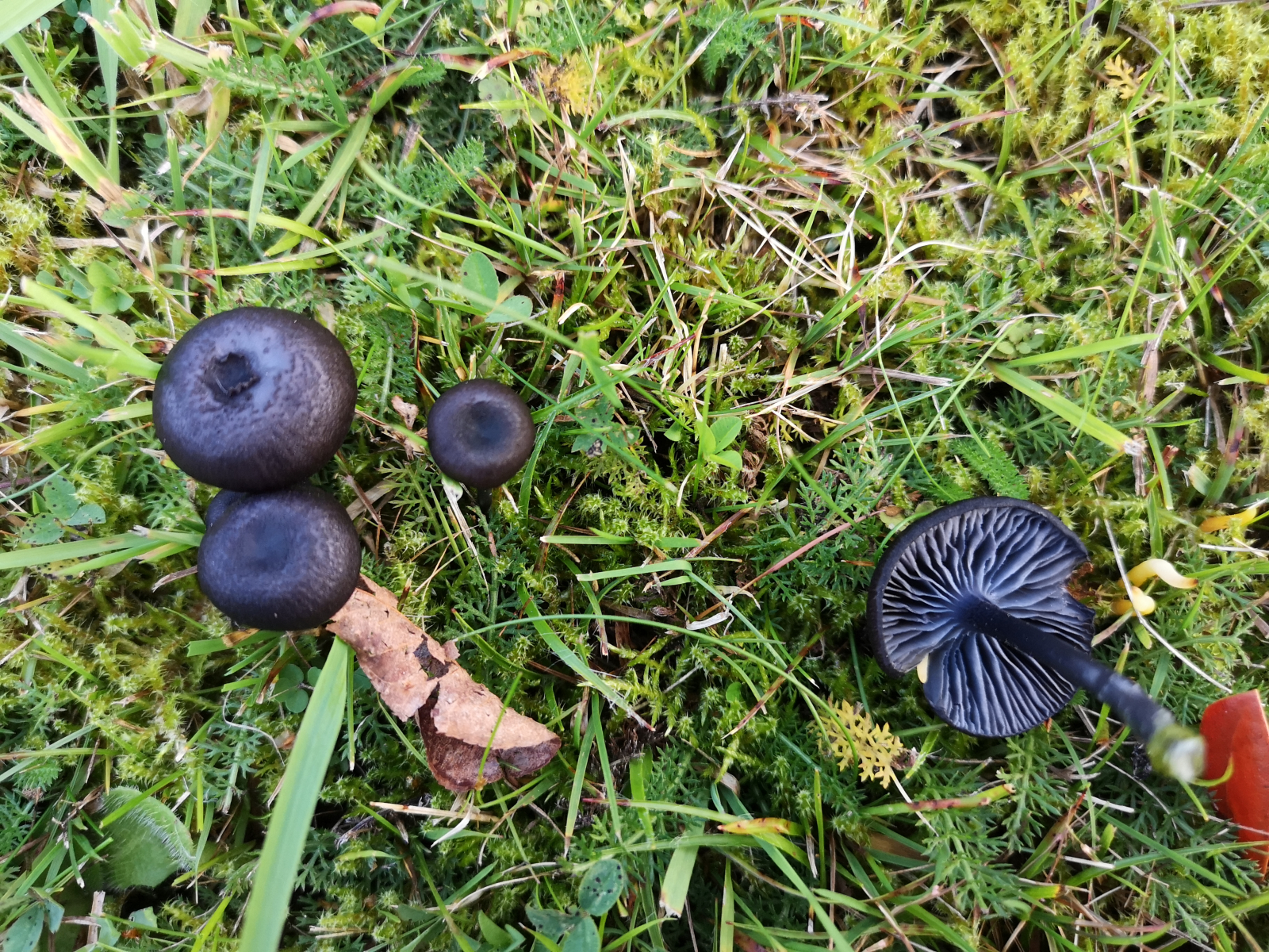 Kleine Schwarze Wiesenpilze Mitten Im Dorf Pilzbestimmung U Bestimmungshilfe Pilzforum Eu