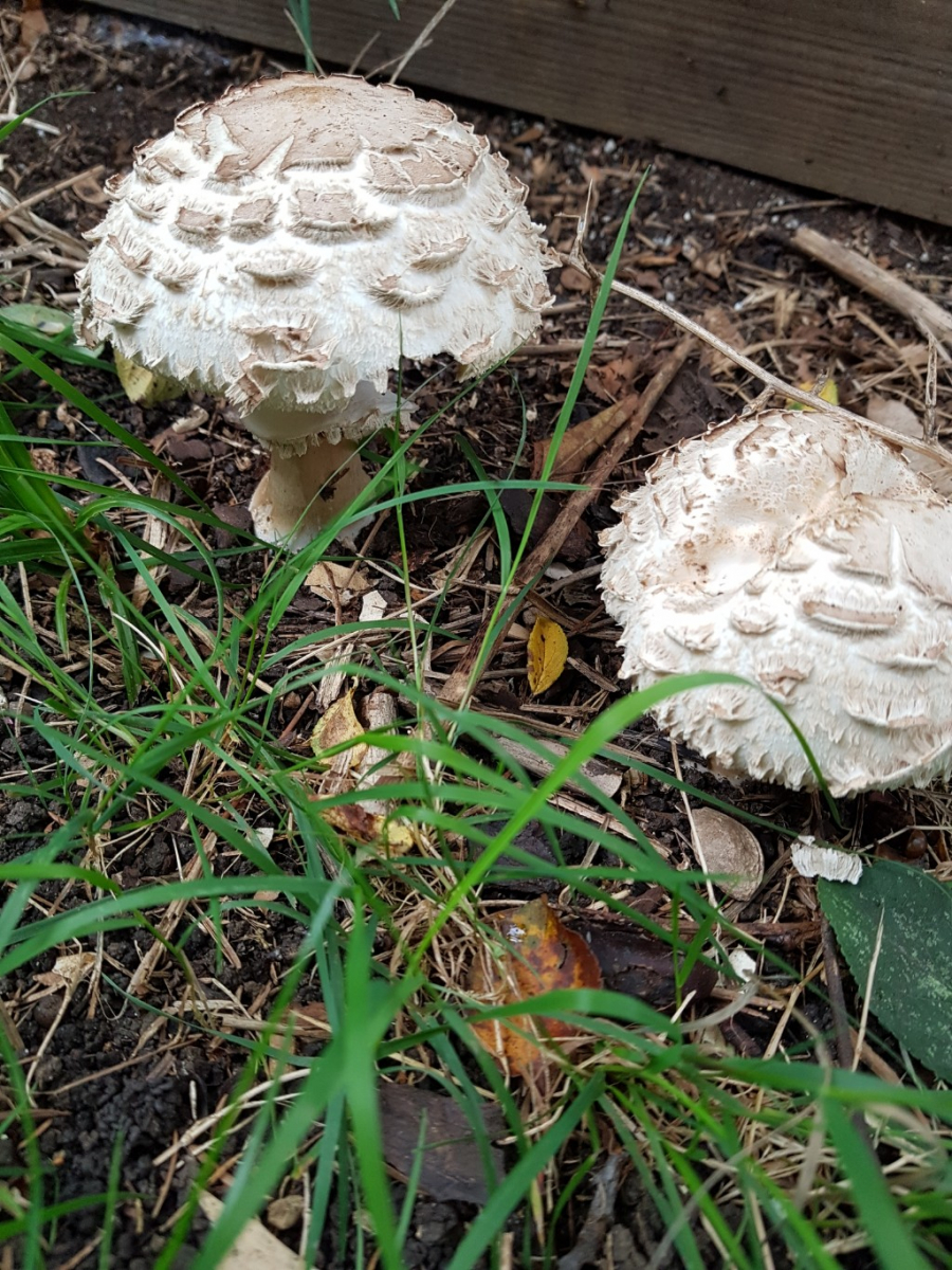 Pilze im Garten Pilzbestimmung u. Bestimmungshilfe