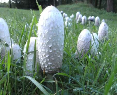 Hunderte Pilze Auf Dem Rasen Giftig Pilzbestimmung U