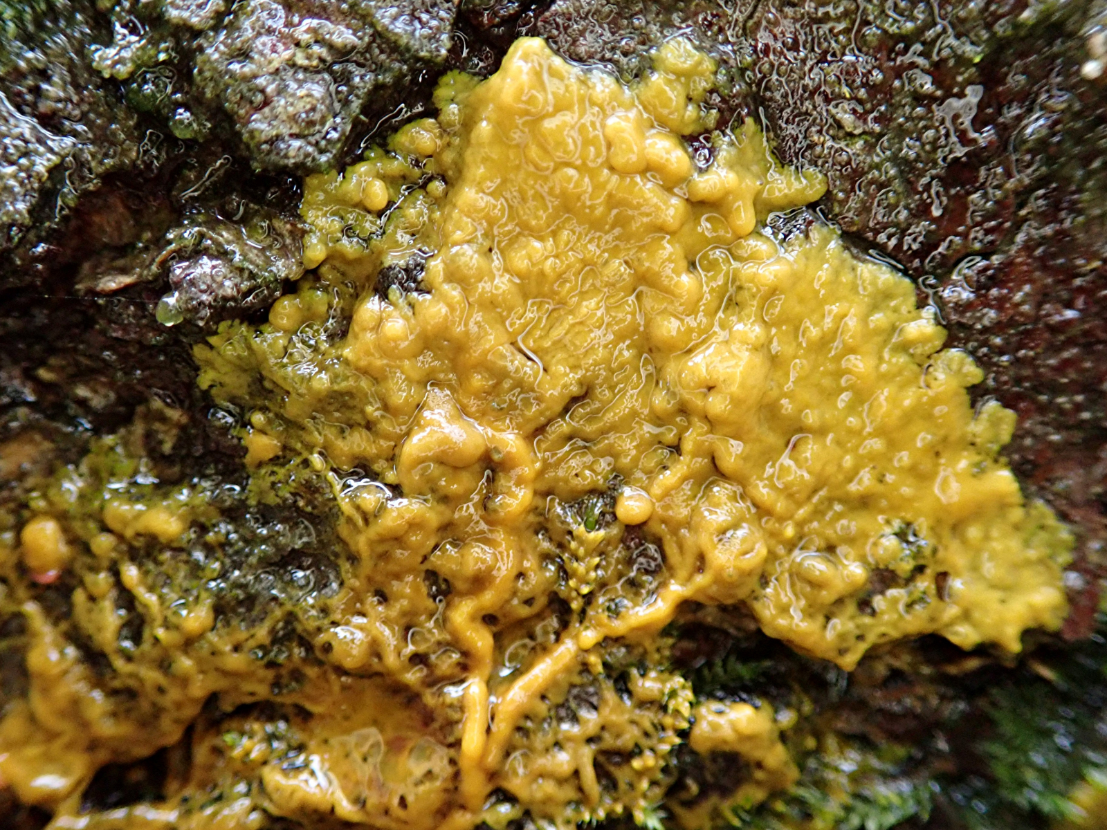 Physarum Polycephalum