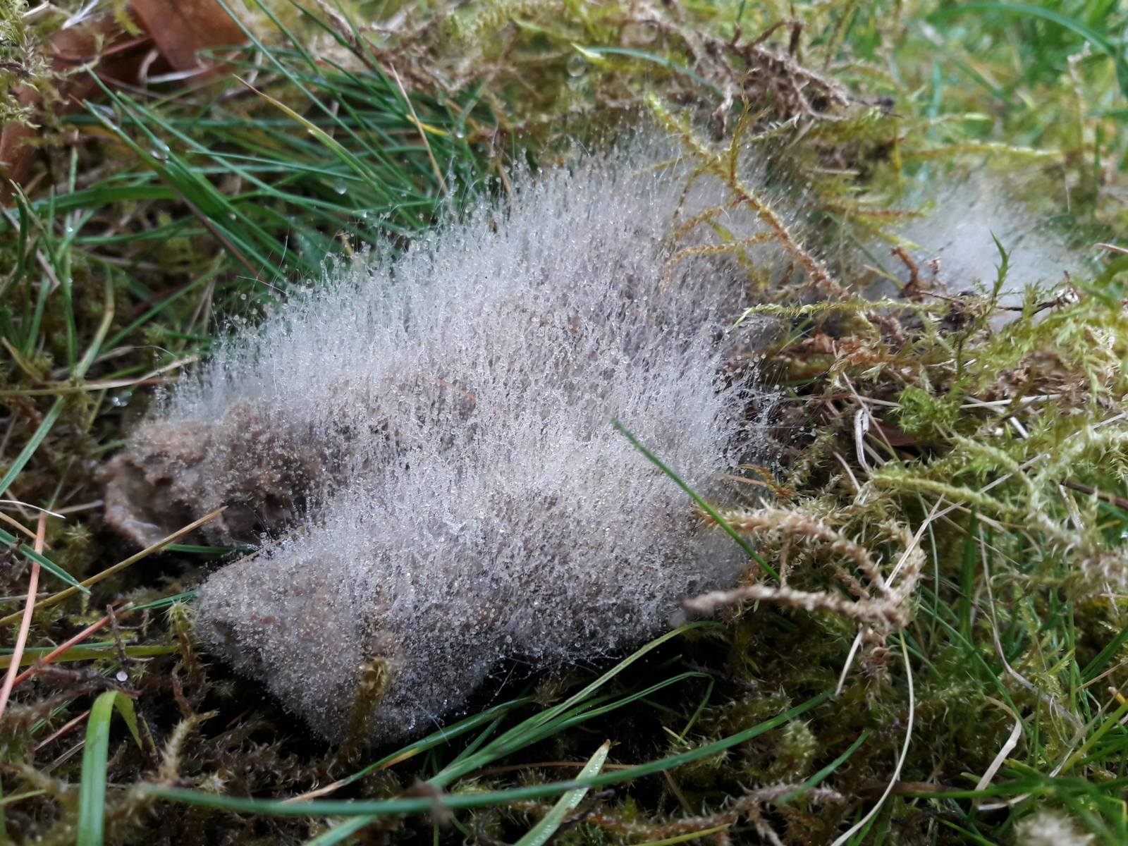 Haariger Pilz auf Vogelkot - Pilzbestimmung u. Bestimmungshilfe -  Pilzforum.eu