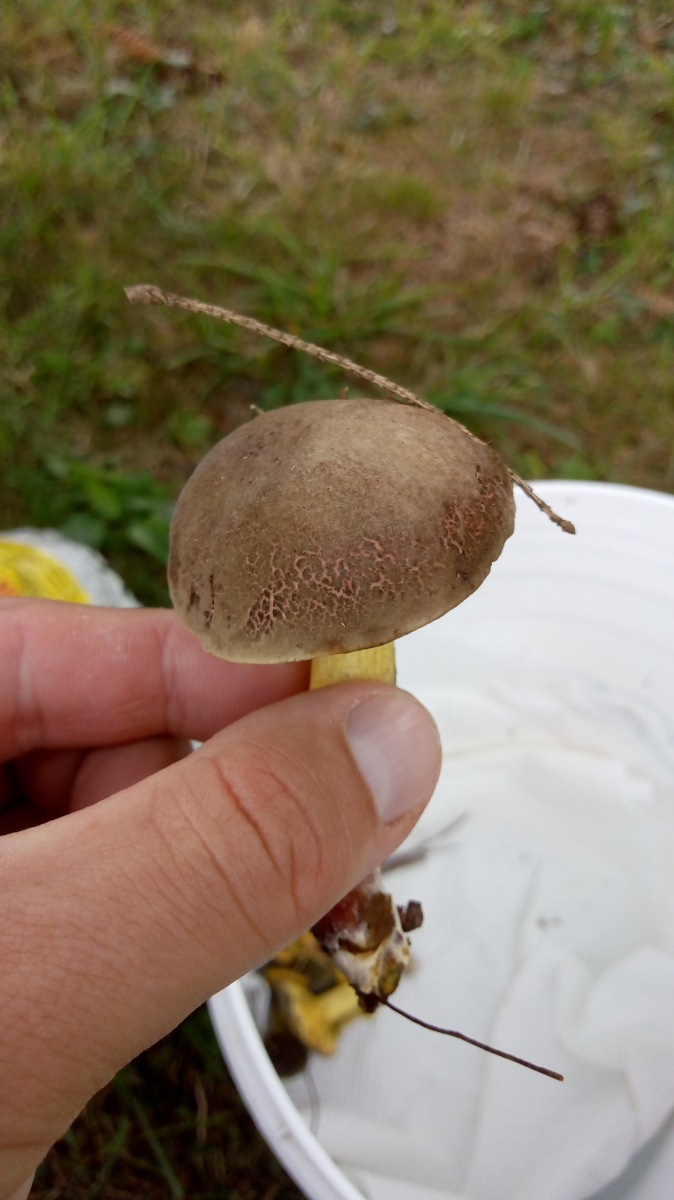 Röhrenpilze Bestimmen Bilder: Dein Schlüssel zur sicheren Pilzsuche!