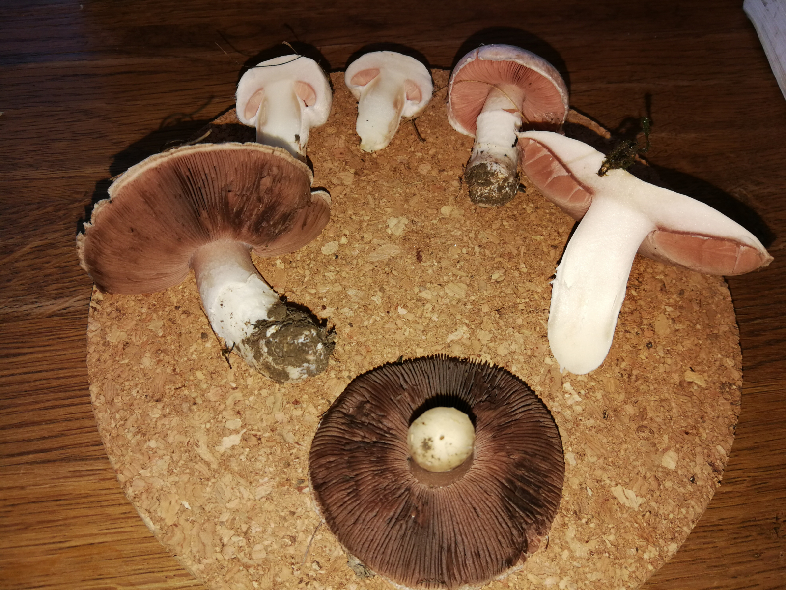 Wiesenchampignons? - Pilzbestimmung u. Bestimmungshilfe - Pilzforum.eu