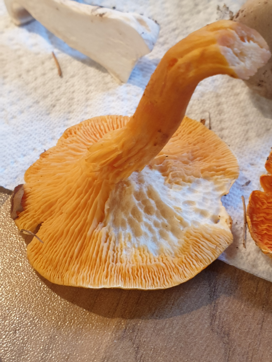 Was sind das für Pilze? Lecker oder giftig