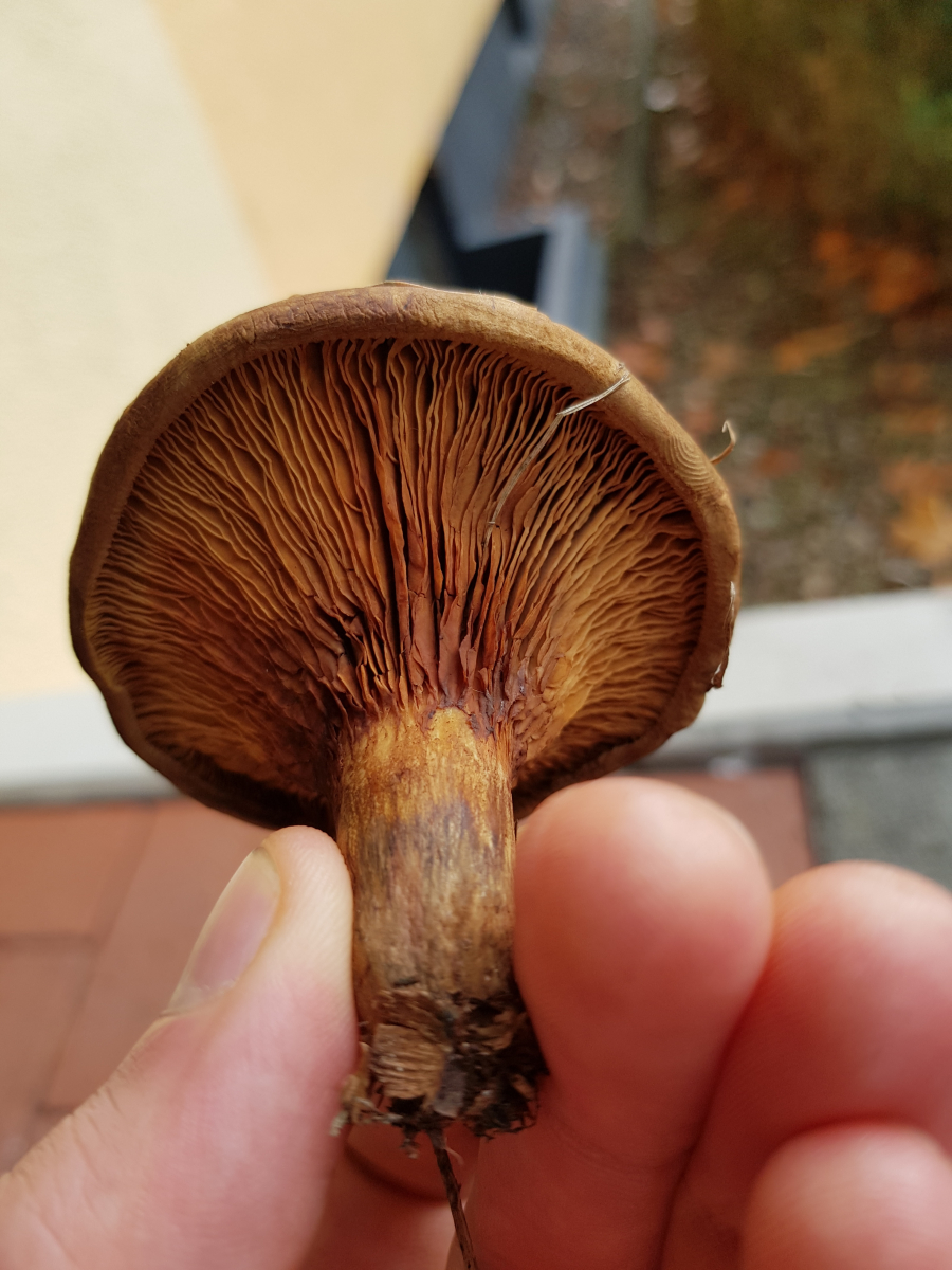 Welcher Pilz ist das? Essbar oder nicht? - Pilzbestimmung ...