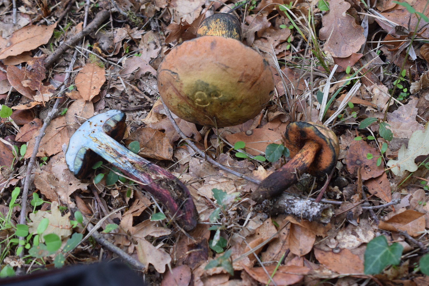 Boletus Suillelus Erythroteron Vs Suillellus Luridus Mediterranraum Pilzbestimmung U