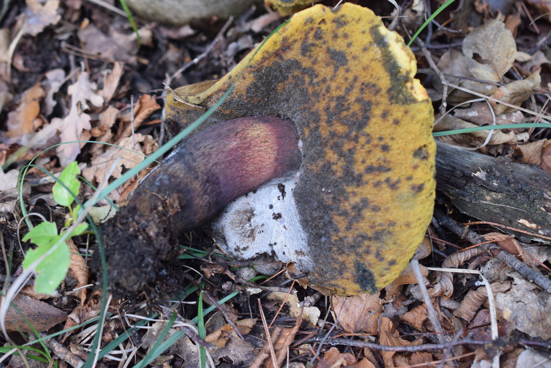 Boletus Suillelus Erythroteron Vs Suillellus Luridus Mediterranraum Pilzbestimmung U