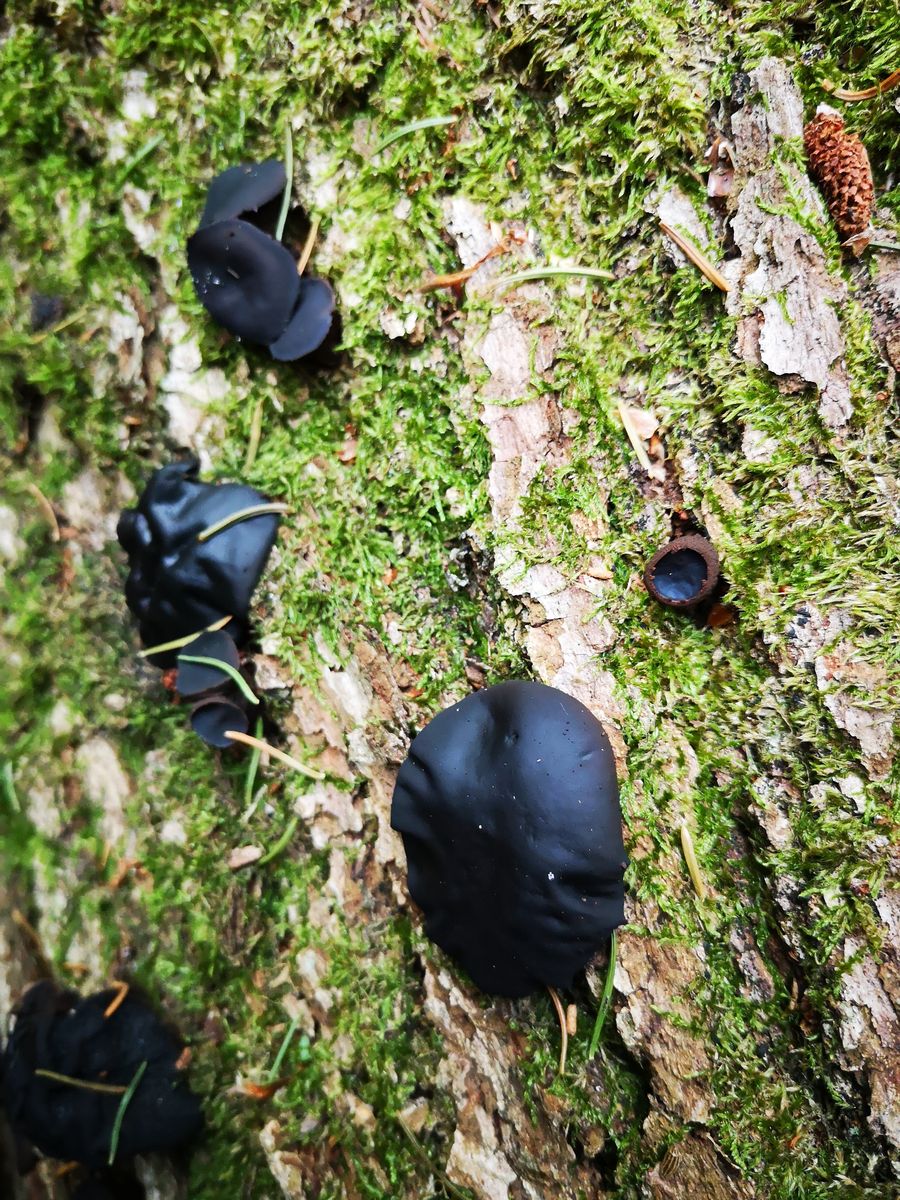 Leben mit und von der Natur Vorstellung neuer Mitglieder Pilzforum.eu