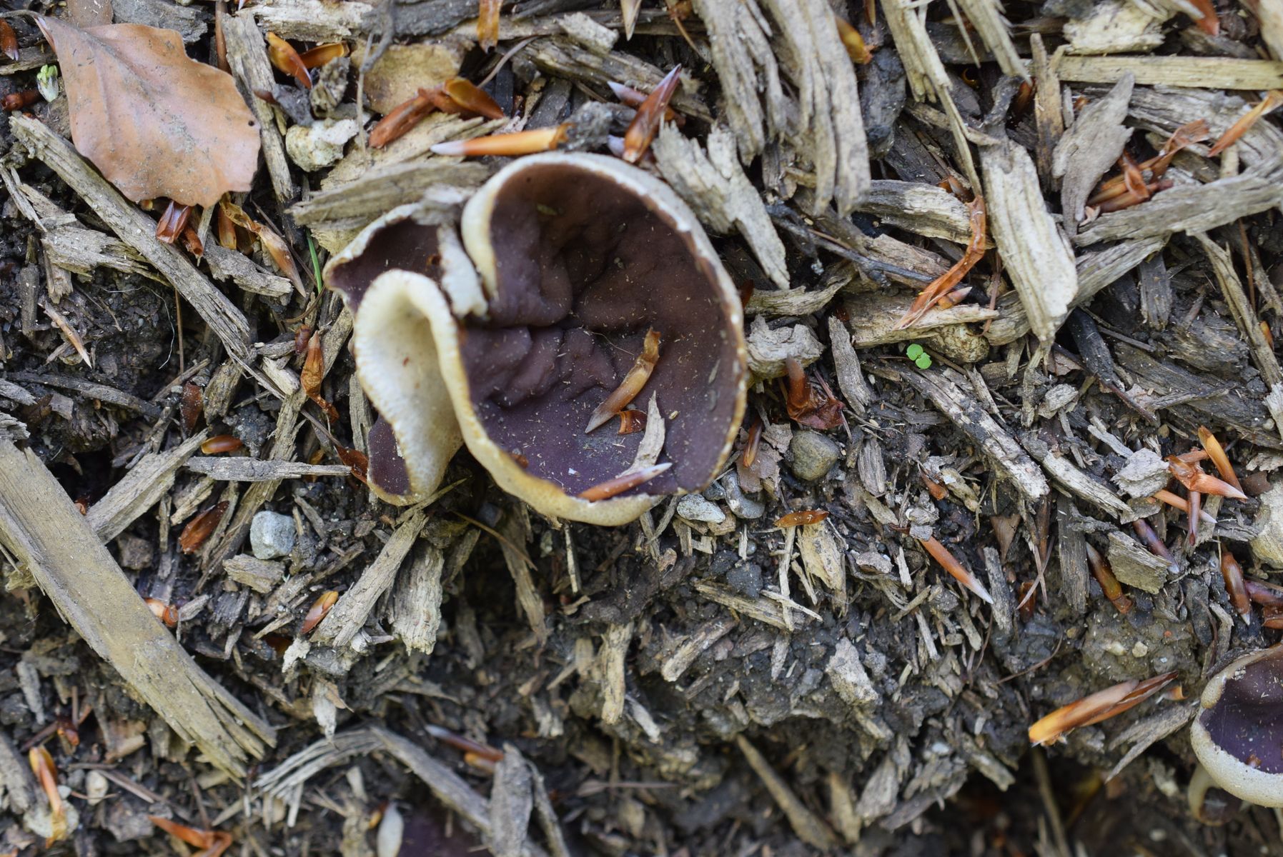 Pilze im Rindenmulch Bilder: Entdeck die Faszination der Natur im Kleinen!