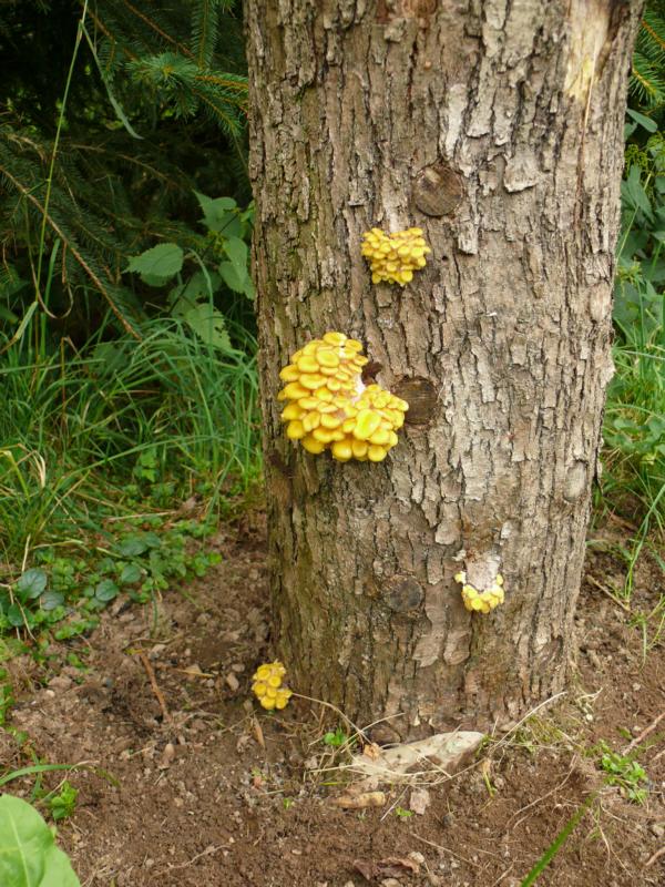 Limonenseitlinge - Pilzzucht & Pilze in der Küche - Pilzforum.eu