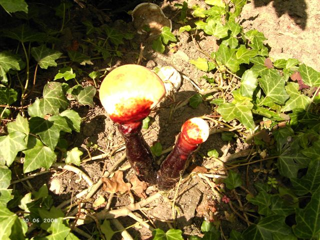 Unbekannter Pilz Im Garten Pilzbestimmung U Bestimmungshilfe