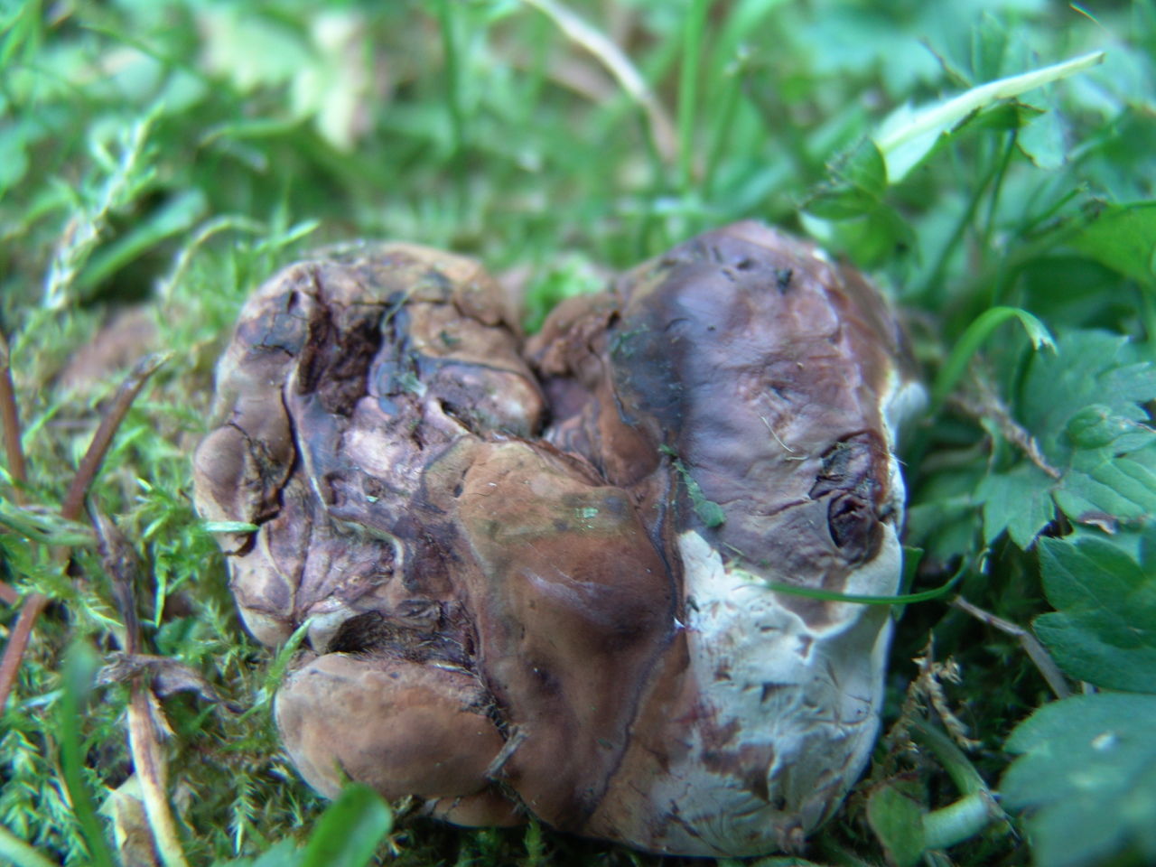 Pilz(e) im Garten (Rasen) bestimmen - Pilzbestimmung u ...