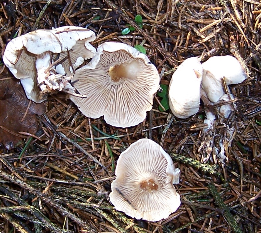 Kleine weiße Lamellenpilze Pilzbestimmung u