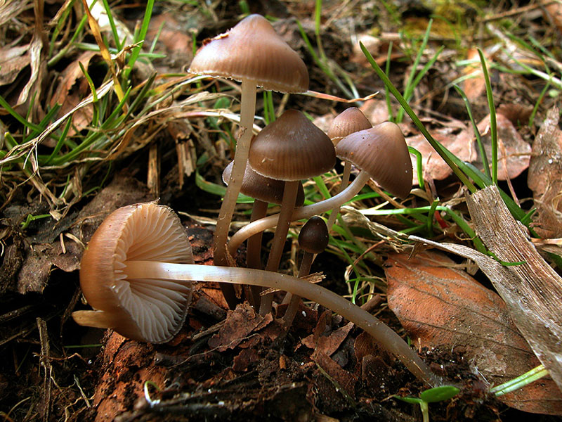 Mycena-strobilicola.jpg