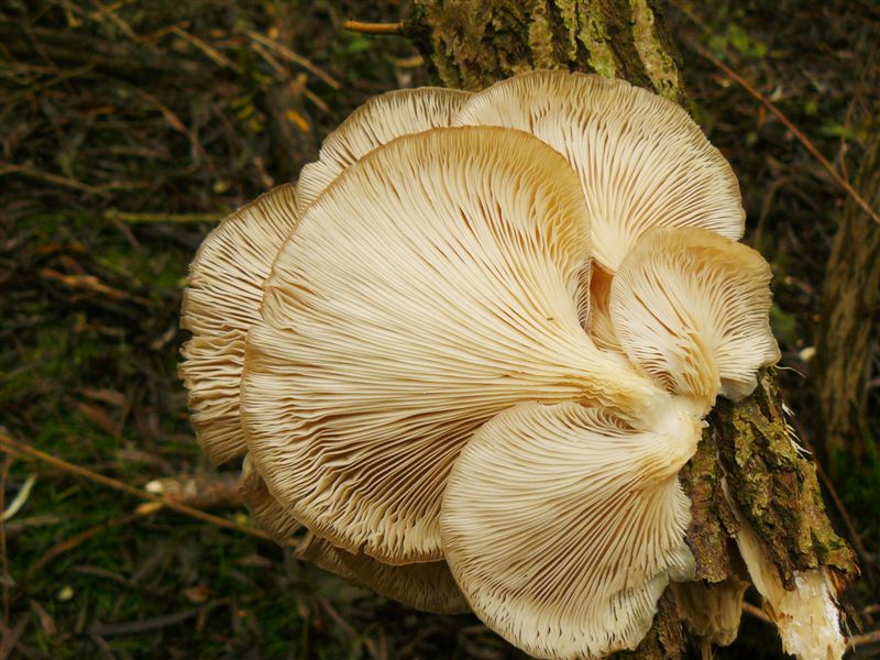 Pilz5.jpg