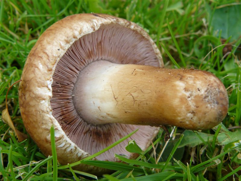 Pilz7.jpg