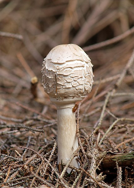 427px-Chlorophyllum_rhacodes_LC0093.jpg