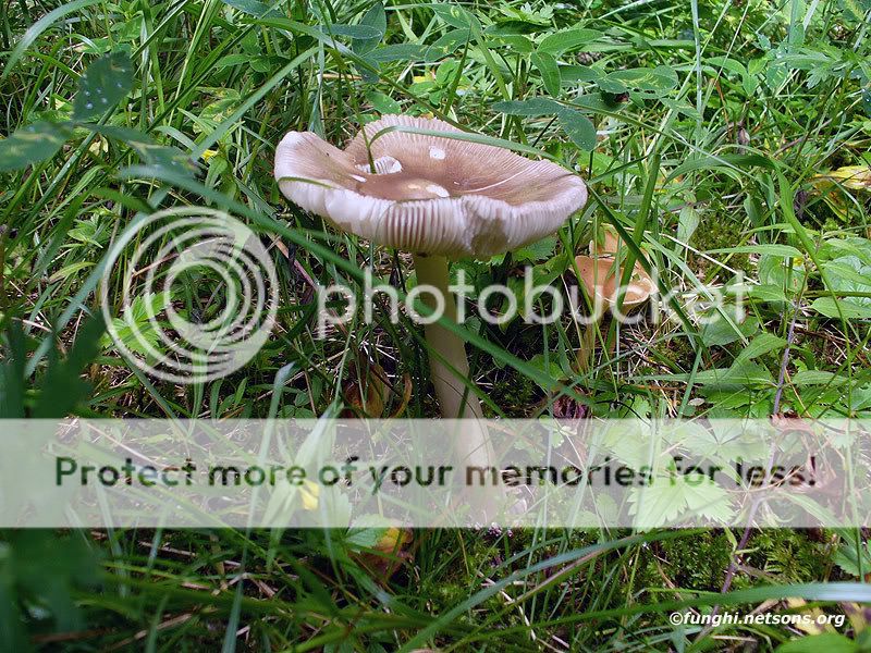 amanita20566.jpg