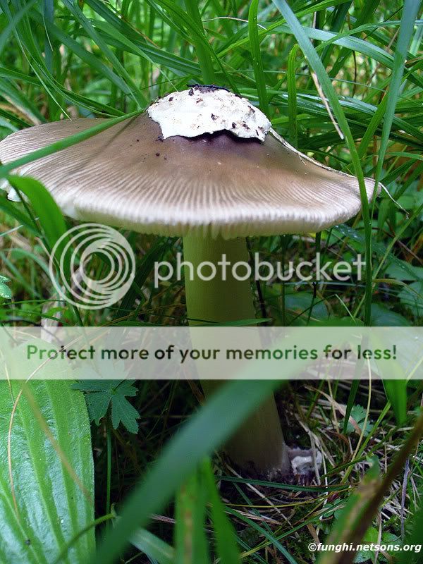 amanita20568.jpg