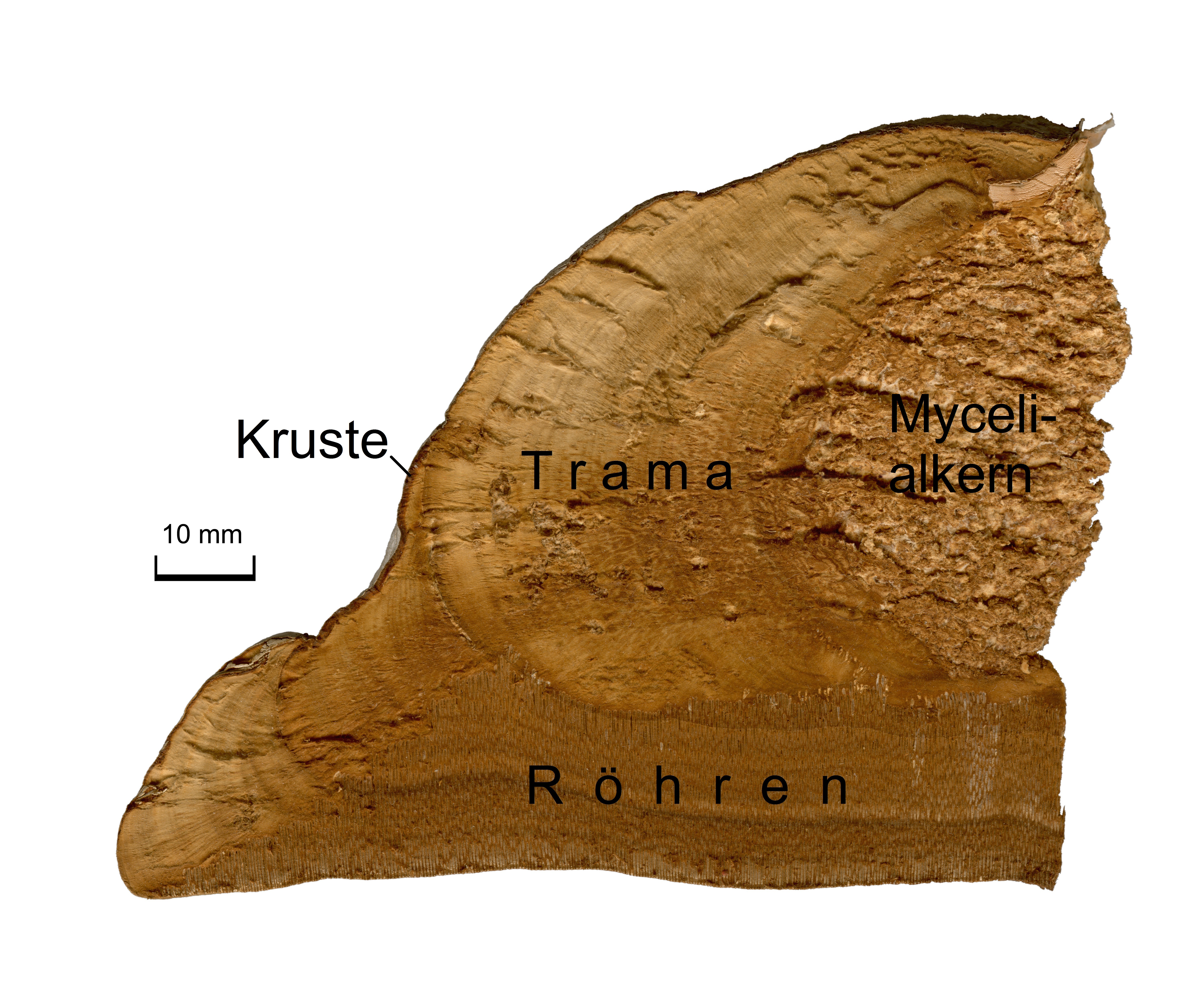 https://upload.wikimedia.org/wikipedia/commons/e/e6/Fomes_fomentarius_inside_2009_G1_labeled_%28German%29.jpg