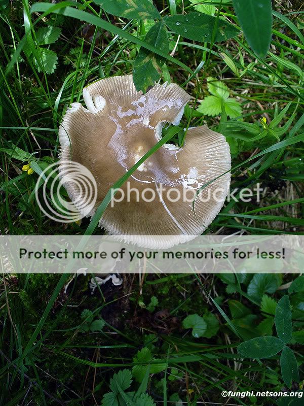 amanita20571.jpg