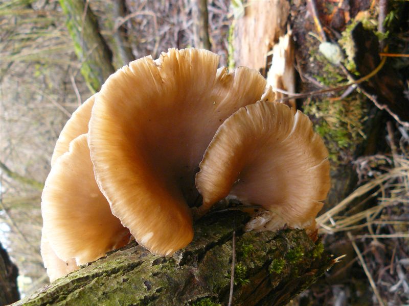 Pilz6.jpg