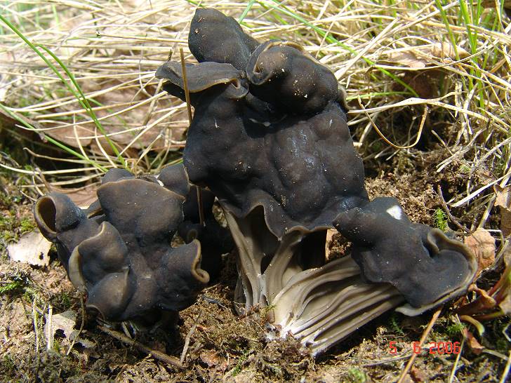 Helvella_lacunosa.jpg