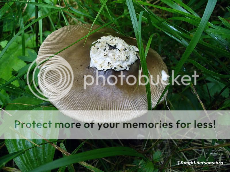 amanita20567.jpg