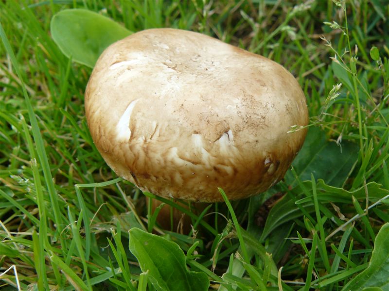 Pilz5.jpg