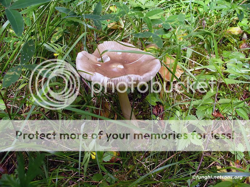 amanita20565.jpg